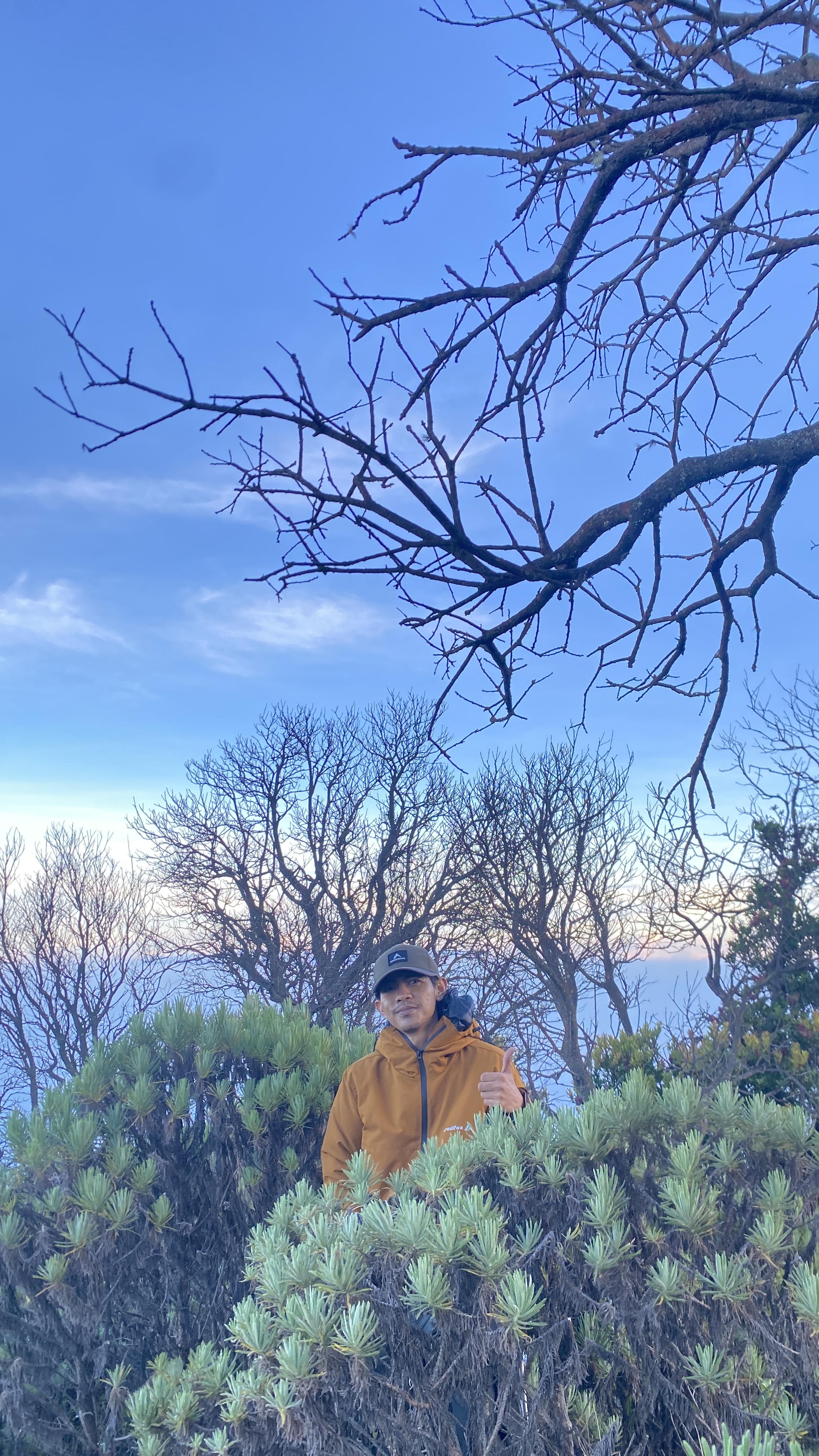 Edelweis dan vegetasi khas puncak Ciremai